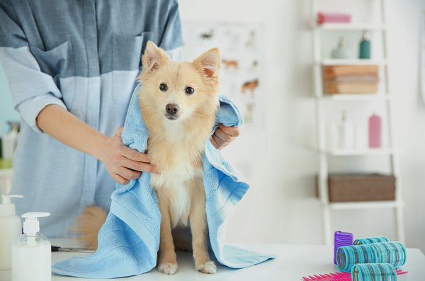 Safety measures for your pet